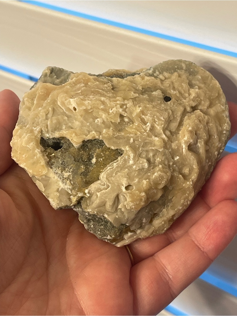Fossilized clam shell with calcite from Florida